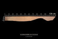 Rindsleder-Streifen natur, pflanzlich gegerbt P-2026-MAP-05, 11,5 dm² (1)